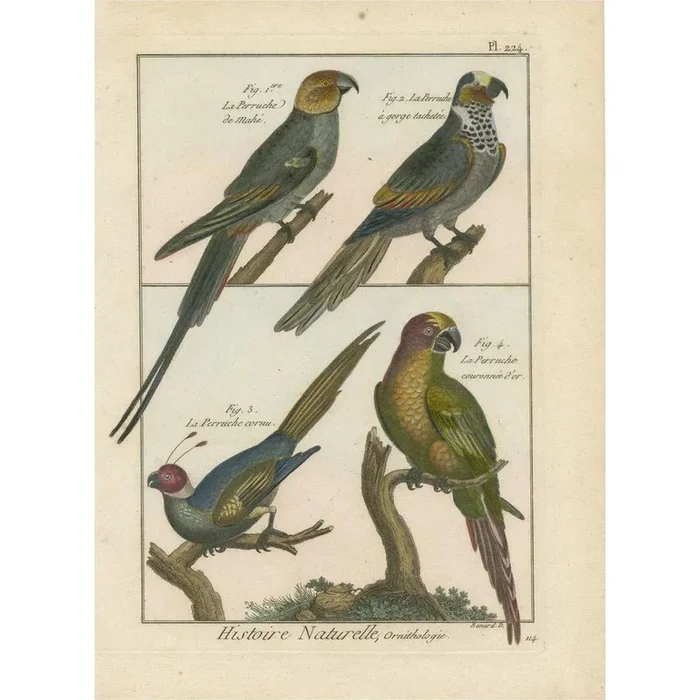 Bernard, Four Parakeets, 1792, Original Colored Copper Engraving