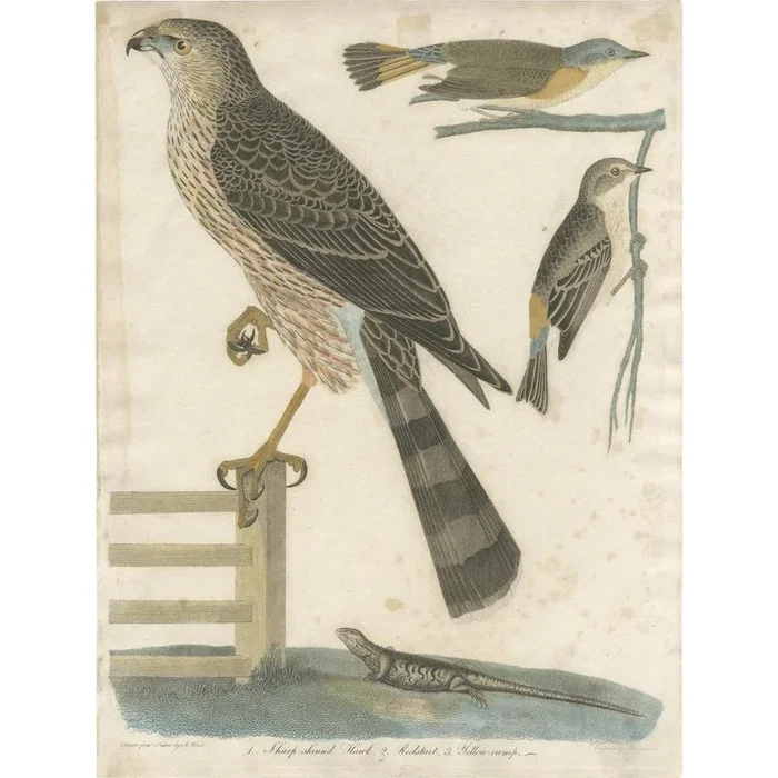 Wilson, Bird Illustration of the Red-Shinned Hawk, Redstart and a Warbler, 1820, Print